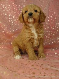 Those long, lush ears that practically demand to be touched—no wonder the cocker spaniel spent years as america's most popular breed. Attention Illinois The Best Cockapoos For Sale In Illinois Can Be Found At Purebredpups