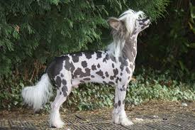 Why buy a xoloitzcuintle/mexican hairless puppy for sale if you can adopt and save a life? Chinese Crested Puppies For Sale Puppy Breed Info Toy Dog Breeds Chinese Crested Chinese Crested Dog