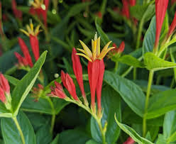 Image result for Spigelia
