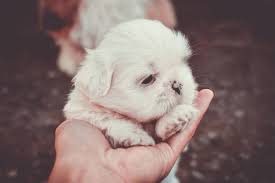Maltese puppies for sale in queens, n… hello, we have several litters of maltese & maltachon & maltapoo & maltashih & morkie & yorktese puppies for sale in flushing, bayside. 9 Places To Find Maltese Puppies For Sale Best To Worst