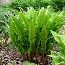 Phyllitis Scolopendrium Hirschzunge Farne Wintergrune Farne Pflanzenversand Gaissmayer Farne Garten Pflanzen Gartenpflanzen