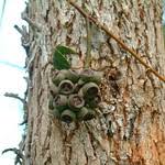 Image result for Eucalyptus cloeziana