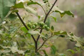 Image result for Solanum torvum
