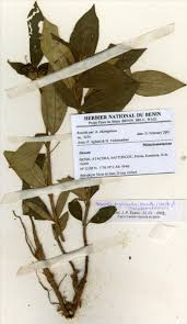 Image result for Melastomastrum segregatum