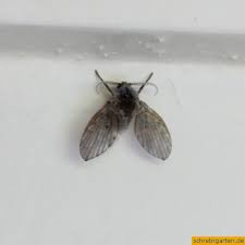Diese kleine grünen fliegen verirren sich häufig in häuser. Lebensraum Schei Haus Ah Toilette
