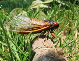 Cicada (plural cicadas or cicadae). 17 Year Cicadas To Emerge In Michigan This Spring Everything You Want To Know