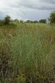 Image result for Ischaemum afrum