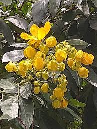 Image result for Cassia burttii