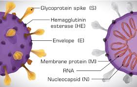 2019 novel coronavirus, wuhan seafood market pneumonia virus) — оболочечный одноцепочный. Sars Cov 2 Antigens Proteins And Peptides For Research And Development