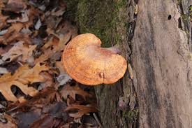 Image result for Ganoderma curtisii