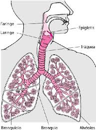 I had chronic bronchitis and i was told by the. Datos Clave Bronquitis Aguda Manual Msd Version Para Publico General