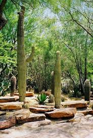 It can be found growing in desert biomes. Saguaro Cactus At Cactus Gardens Ethel M Chocolate Factory Cactus Garden Cactus Cactus House Plants