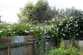 Image result for Solanum laxum