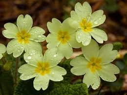 We did not find results for: Native Plants Of Ireland Avas Flowers