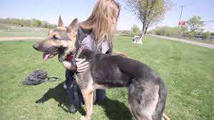 Or they can be the strictly working dogs for police. Saving Shepherds Of Minnesota Youtube