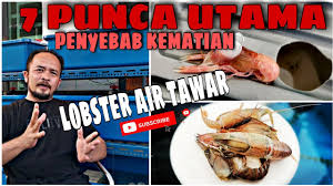 We did not find results for: Cara Pemakanan Lobster Air Tawar Makanan Lobster Sharing Youtube