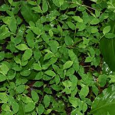 Image result for Oplismenus compositus