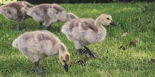 289 Names For Your Baby Goose Farmhouse Guide In 2020 Farm Yard Bird Photo Baby Sleep