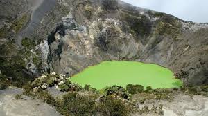 Image result for Nicolasia costata