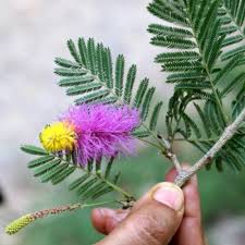 Image result for Dichrostachys