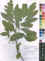 Image result for Pancovia holtzii