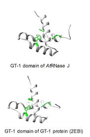 Comparative GT-1 domain structures. Top, three-helix model of amino...