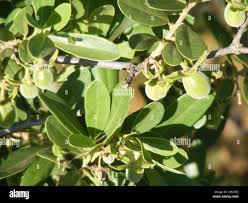 Image result for Diospyros lycioides