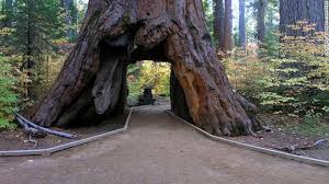 If my quickie eyeball of the state of california is correct, the widest part of california goes from just west of lompoc to the southern tip of lake havasu. One Of California S Famous Drive Through Trees Toppled By Winter Storm Cnn Travel