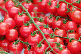 We did not find results for: Best Time To Plant Tomatoes Deerbusters Com