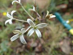 Image result for Kohautia caespitosa