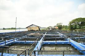 Lembaga kemajuan ikan malaysia lkim komited bantu nelayan di tawau. Lkim Ø¯Ø± ØªÙˆÛŒÛŒØªØ± Projek Ternakan Ikan Talapia Sangkar Sungai Sarawak Kampung Pagoh Sangkar Utk Peserta Ada 40 Buah Dibawah Projek Ikc Moa Inkind Contribution 2 Petak Sangkar Untuk Setiap Seorang Peserta Seramai