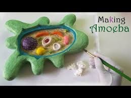 How To Make Amoeba 3d Model Youtube In 2020 Styrofoam Sheets Science Projects Model