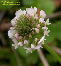 Image result for Trifolium repens