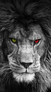 Black And White Dark Theme Lion Wallpaper 4k Black Wallpapers Iphone Android Leao Papel De Parede Desenho De Tatuagem De Leao Fotografia De Leao
