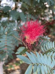 Image result for Calliandra tweedii