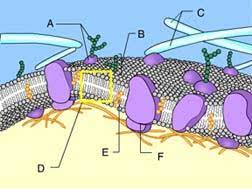 A fully processed mrna typically comprises multiple exons that have been assembled into a single chain following splicing of the nascent primary transcript and the removal of intervening introns. Ch 04 Hw Flashcards Quizlet