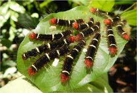 The strength of the exoskeleton ensures that. Gregarious Caterpillars Image Eurekalert Science News