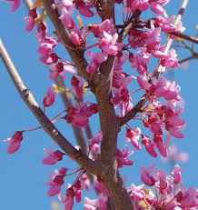 Redbuds occasionally sprout suckers around the base of the tree, as they appear be sure to prune them off. Eastern Redbud Knowledgebase Johnson S Nursery