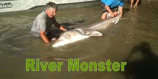 Massive White Sturgeon Caught Fish Of A Lifetime