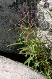 Image result for Persicaria hystricula