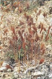 Image result for Euryops subcarnosus