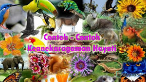 Keanekaragaman Hayati Pengertian Contoh Dan Manfaat