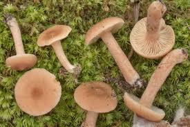 Image result for Lactarius mutabilis