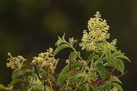 Image result for Hoslundia