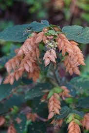 Image result for Flemingia strobilifera