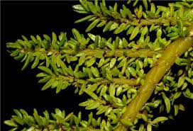 Image result for Pilea sublucens