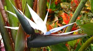 Image result for Strelitzia caudata