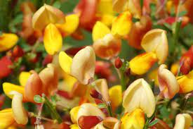 Be Careful With These 16 Invasive Plants Invasive Plants Plants Garden Solutions