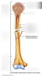 The humerus is the long bone in the upper arm. Long Bone Anatomy Diagram Quizlet