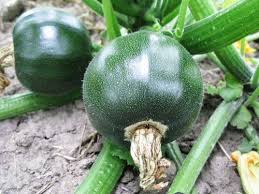 We did not find results for: Courgette Zucchini Eight Ball F1 Premier Seeds Direct